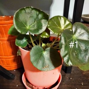 Beefsteak begonia fully rooted shipped bare root pick 1